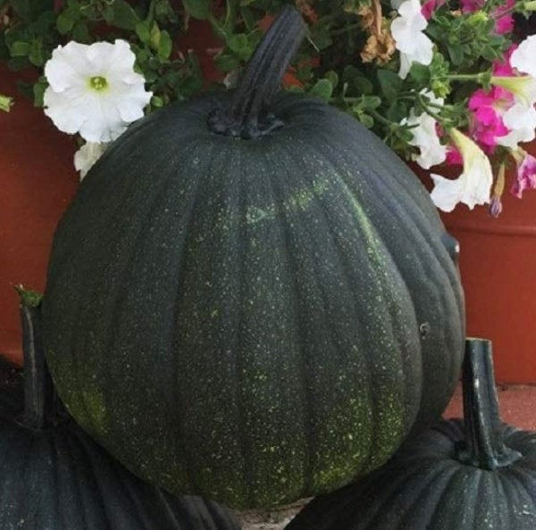 Thumbnail: A Dark Knight pumpkin next to large pots.