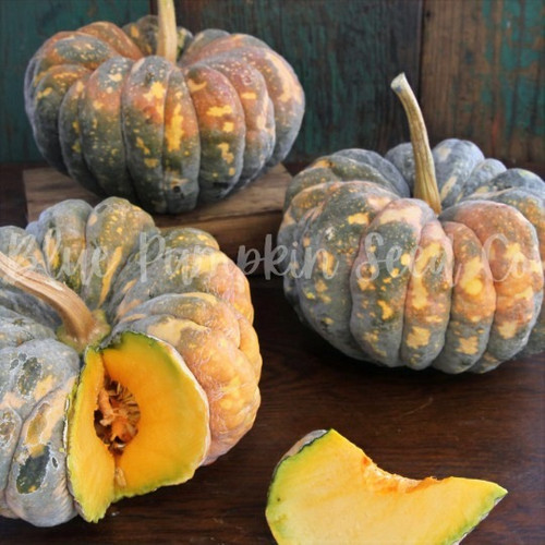 Chirimen Pumpkin seeds Blue Pumpkin Seed Co