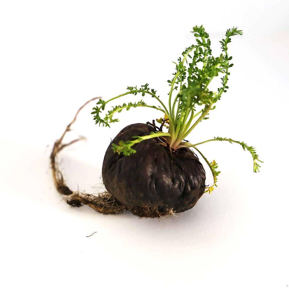 Several fresh and dried Peruvian black maca roots.