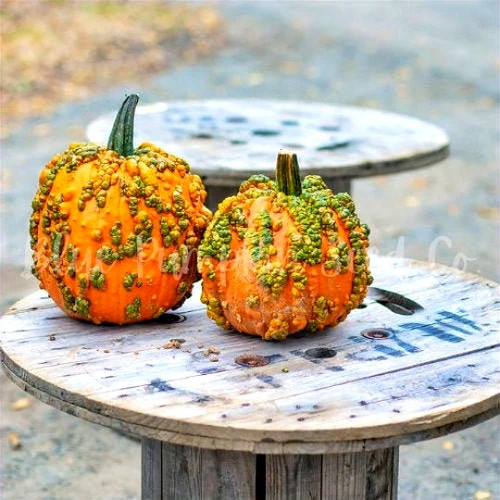 【WOOHWA】PUMKIN MINI SK Mini Warts Pumpkin seeds (treated) | Blue Pumpkin Seed Co