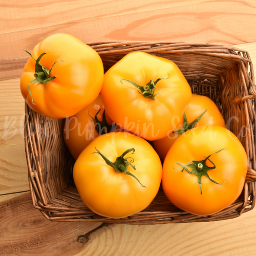 Yellow Brandywine Tomato seeds Blue Pumpkin Seed Co
