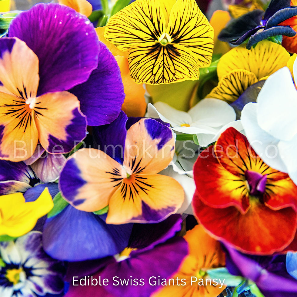 Miniatura: Several edible Swiss Giant Pansy flowers in varying colors.