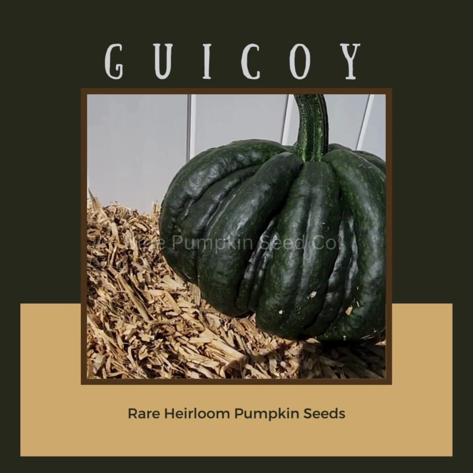Miniatura: Guicoy Pumpkin Seeds Video