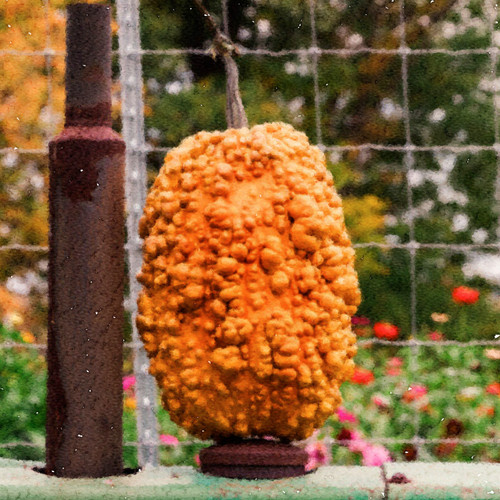 Corn Cob (F1) Pumpkin seeds Blue Pumpkin Seed Co