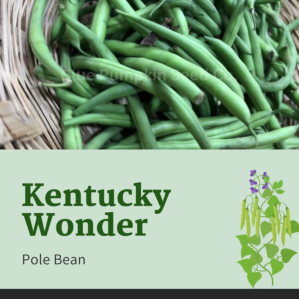 Miniatura: Kentucky Pole Beans video.