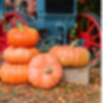 Several Wagon wheel pumpkins next to a blue tractor.