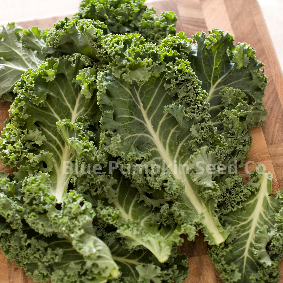 Thumbnail: Loose Siberian dwarf kale leaves