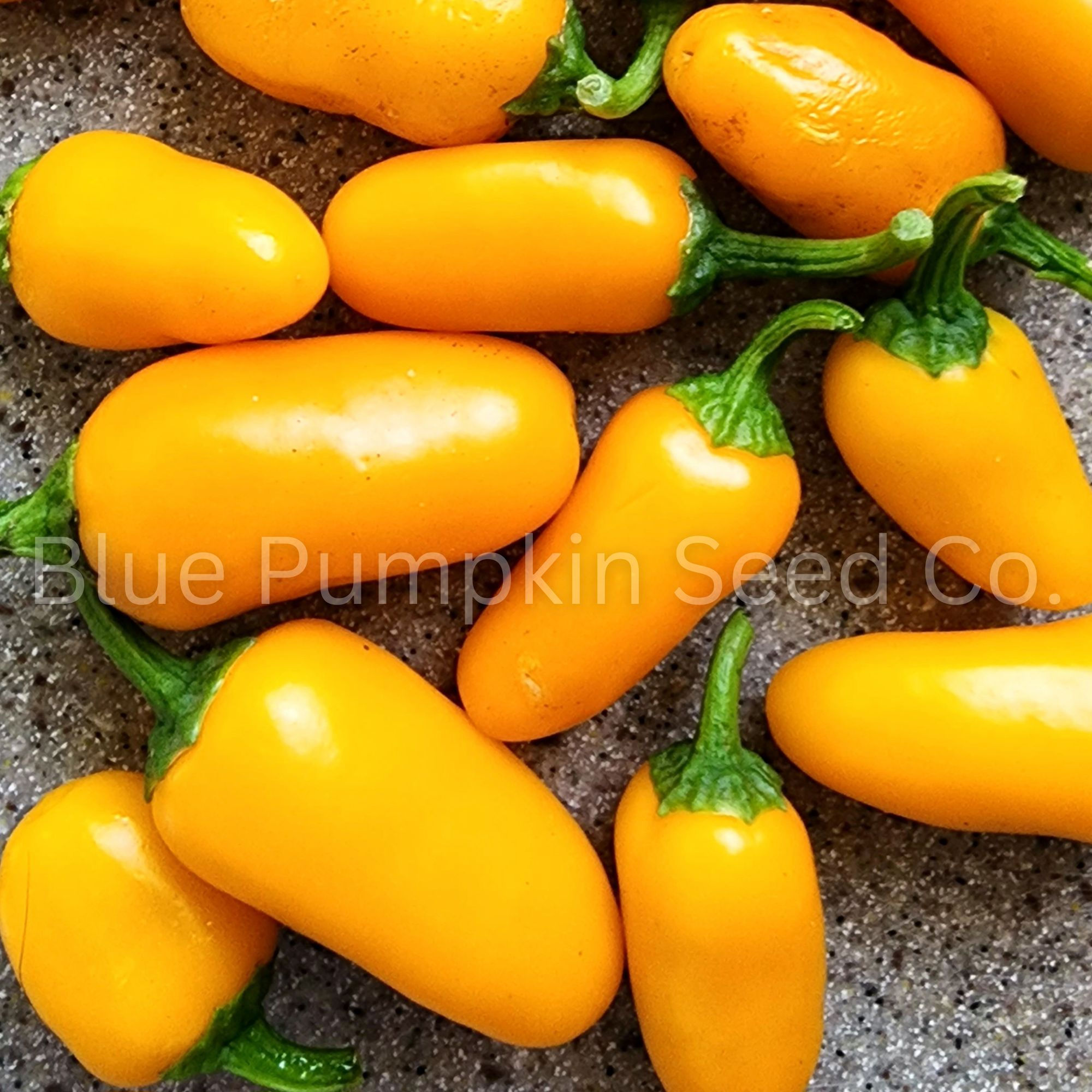 Several Pumpkin Spice Jalapeños on our counter.