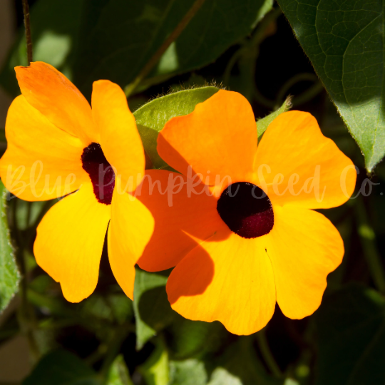 Thumbnail: Orange Thunburgia flowers.