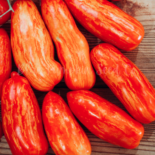 Several Speckled Roman tomatoes.