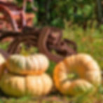 Thumbnail: Lunar Blush F1 pumpkins next to an old antique tractor.