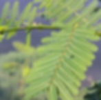 Thumbnail: The leaves of the mimosa pudica plant.