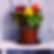 Thumbnail: Celosia growing in a terra cotta pot.