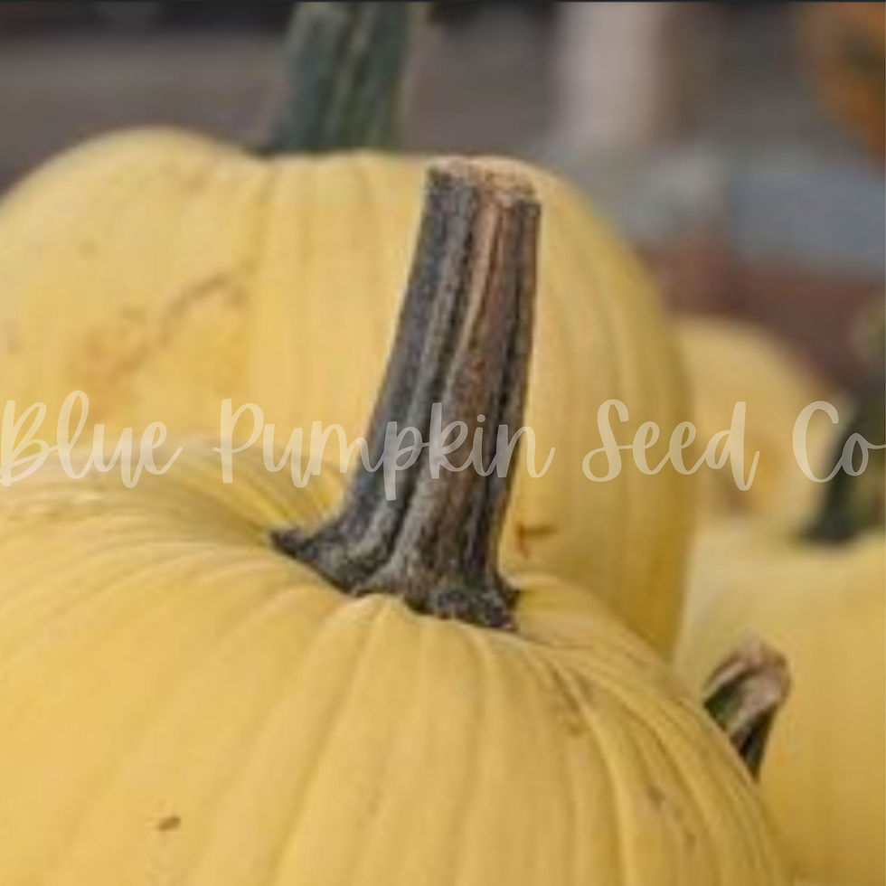 Miniatura: The top of a Sunlight pumpkin.