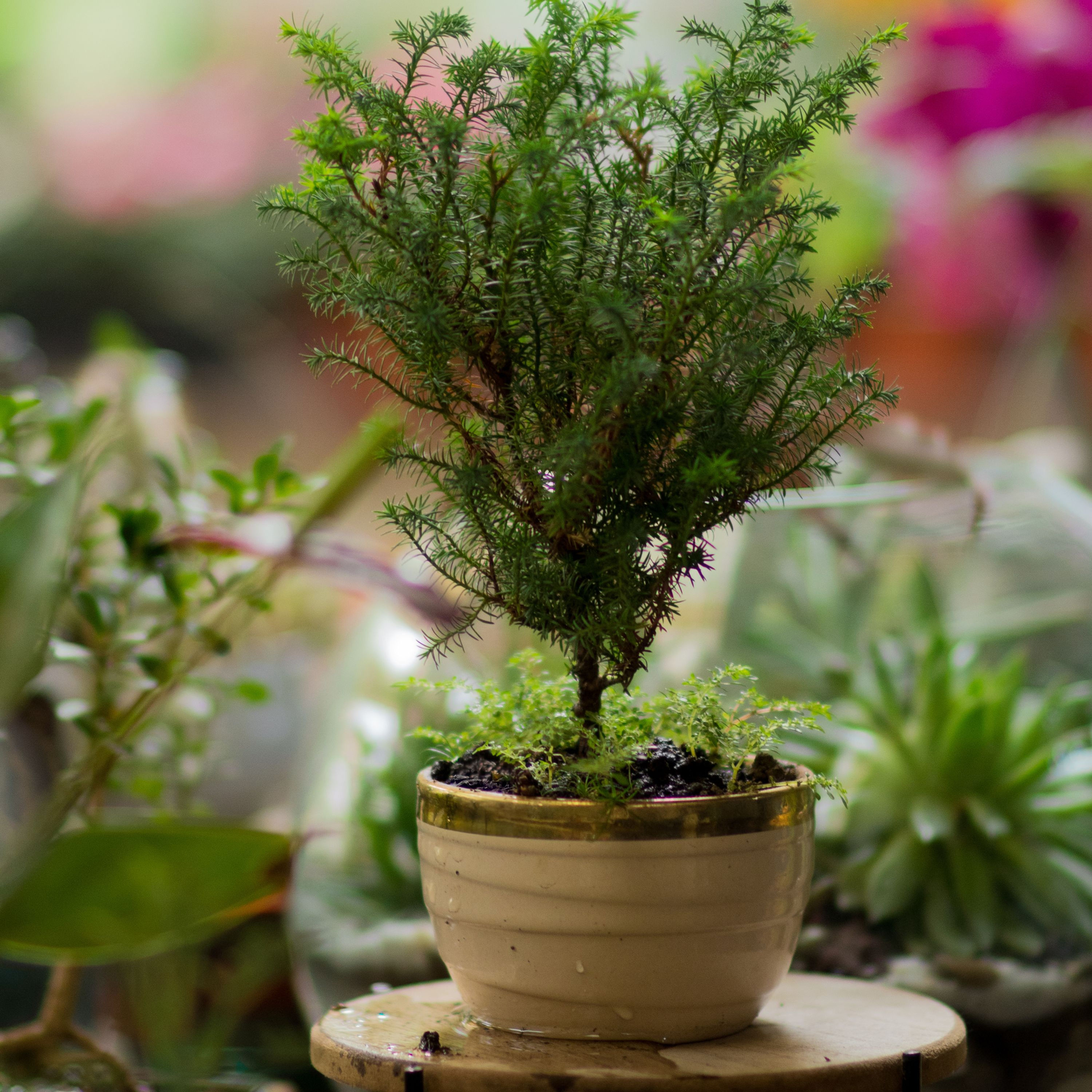 Monterey Cypress seeds
