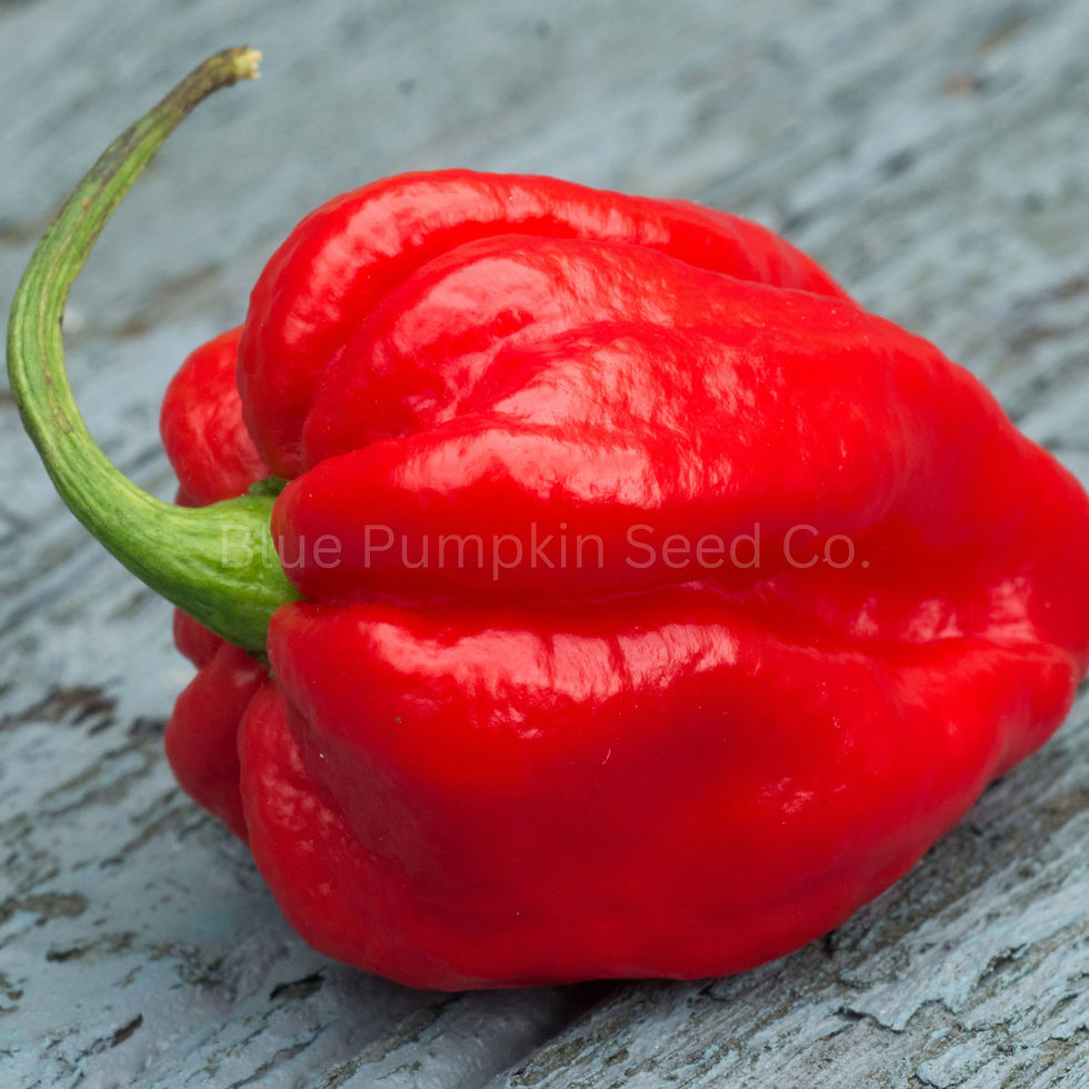 A single Red Hot Habanero chili on a counter top.