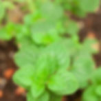 Thumbnail: A young Greek oregano plant.
