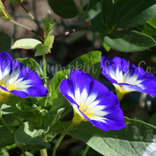 Miniatura: A small group o Dwarf Morning Glory Royal Ensign flowers on a sunny day.