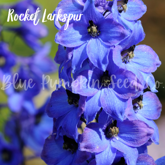 Thumbnail: Rocket Larkspur flowers.