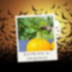 Thumbnail: Two Bat wing f1 pumpkins in the sunshine.