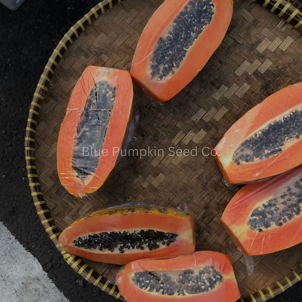 Miniatura: Paw Paw fruit and paw paw tree.
