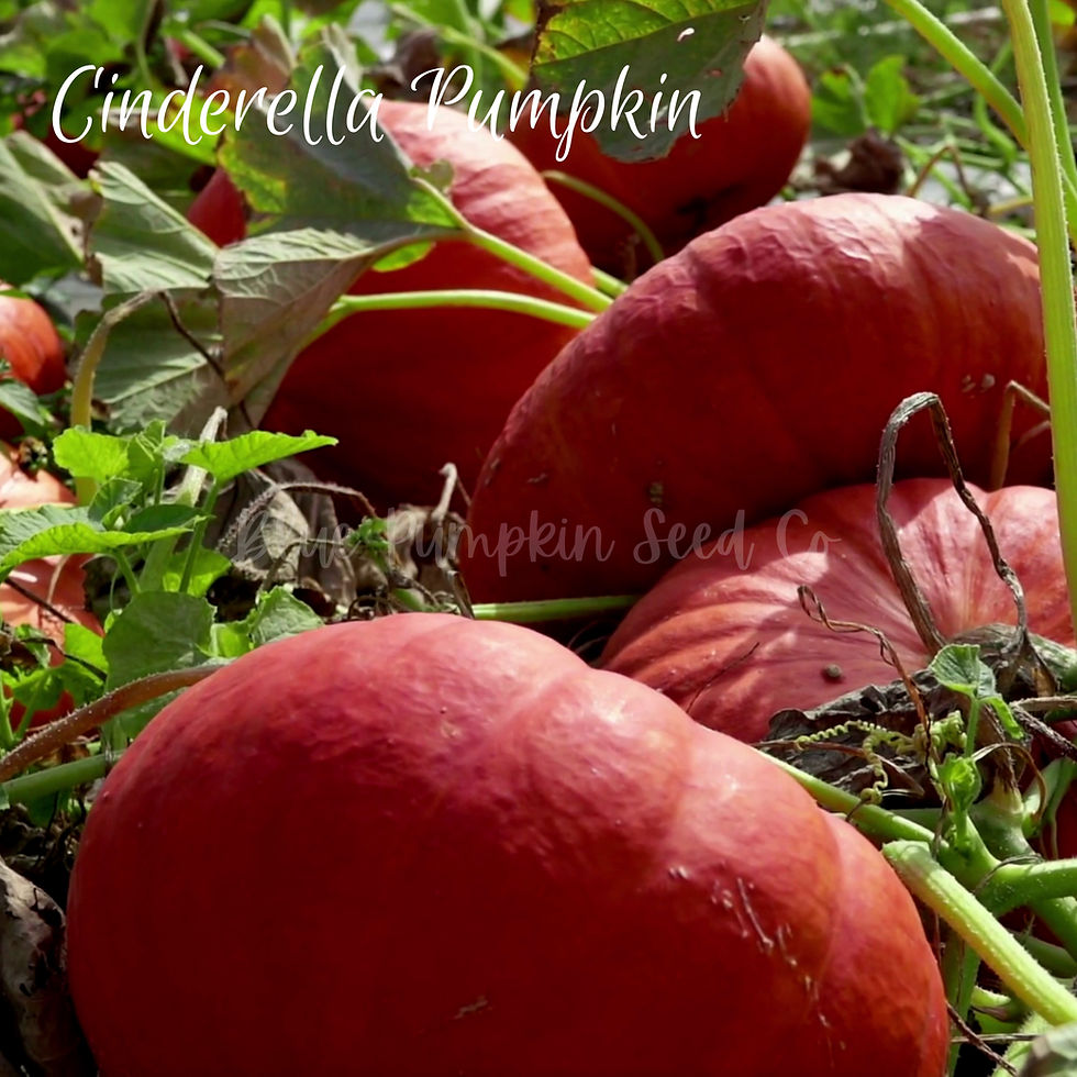 Miniatura: Cinderella pumpkin seeds video.