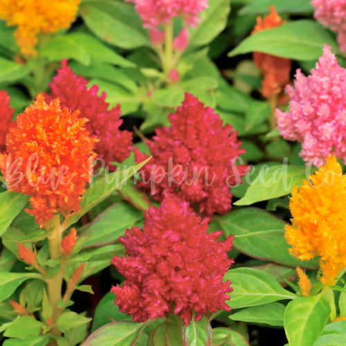 Celosia (Castle mix) seeds Blue Pumpkin Seed Co