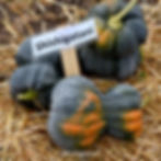 Thumbnail: Shishigatani pumpkins on a bed of hay.