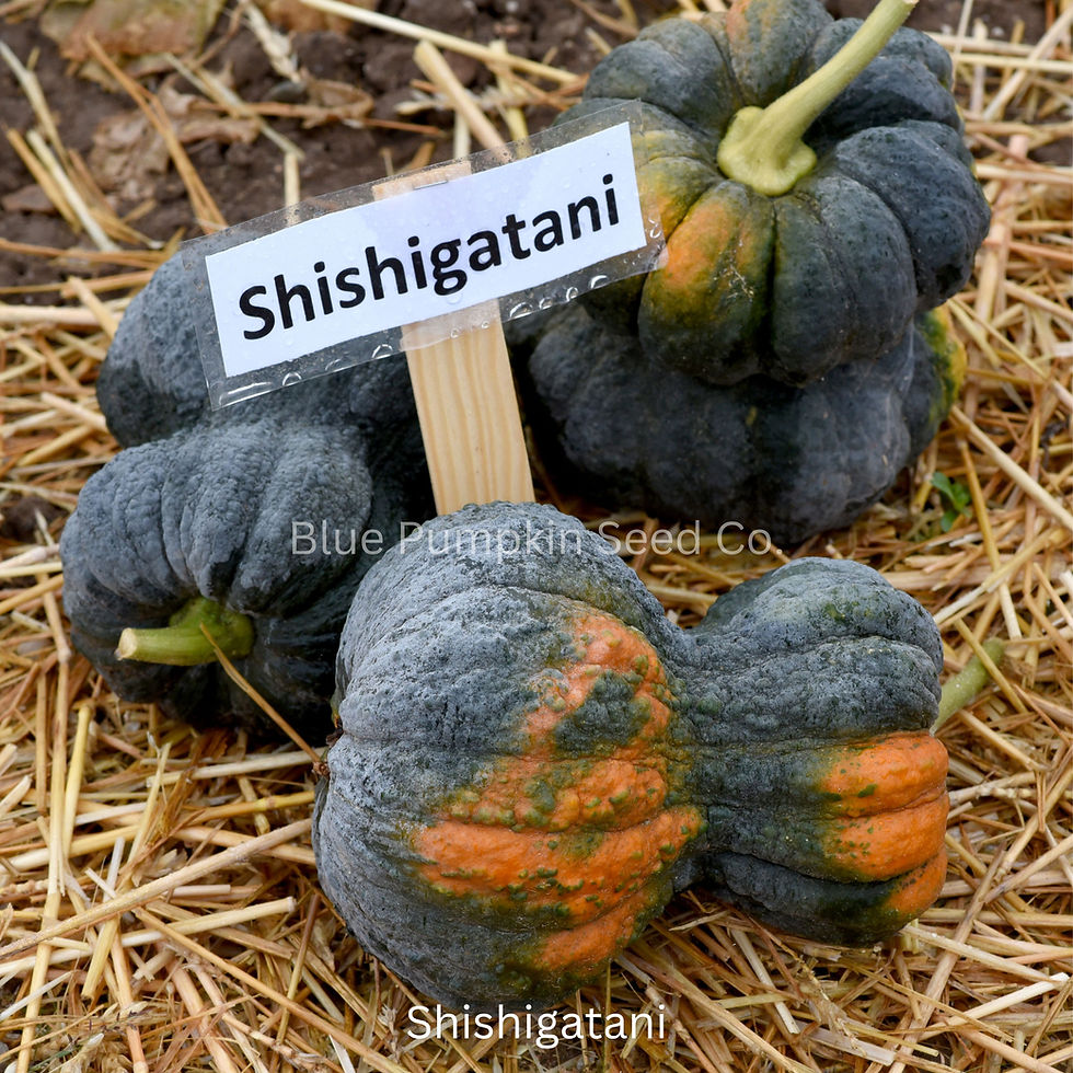 Thumbnail: Shishigatani pumpkins on a bed of hay.