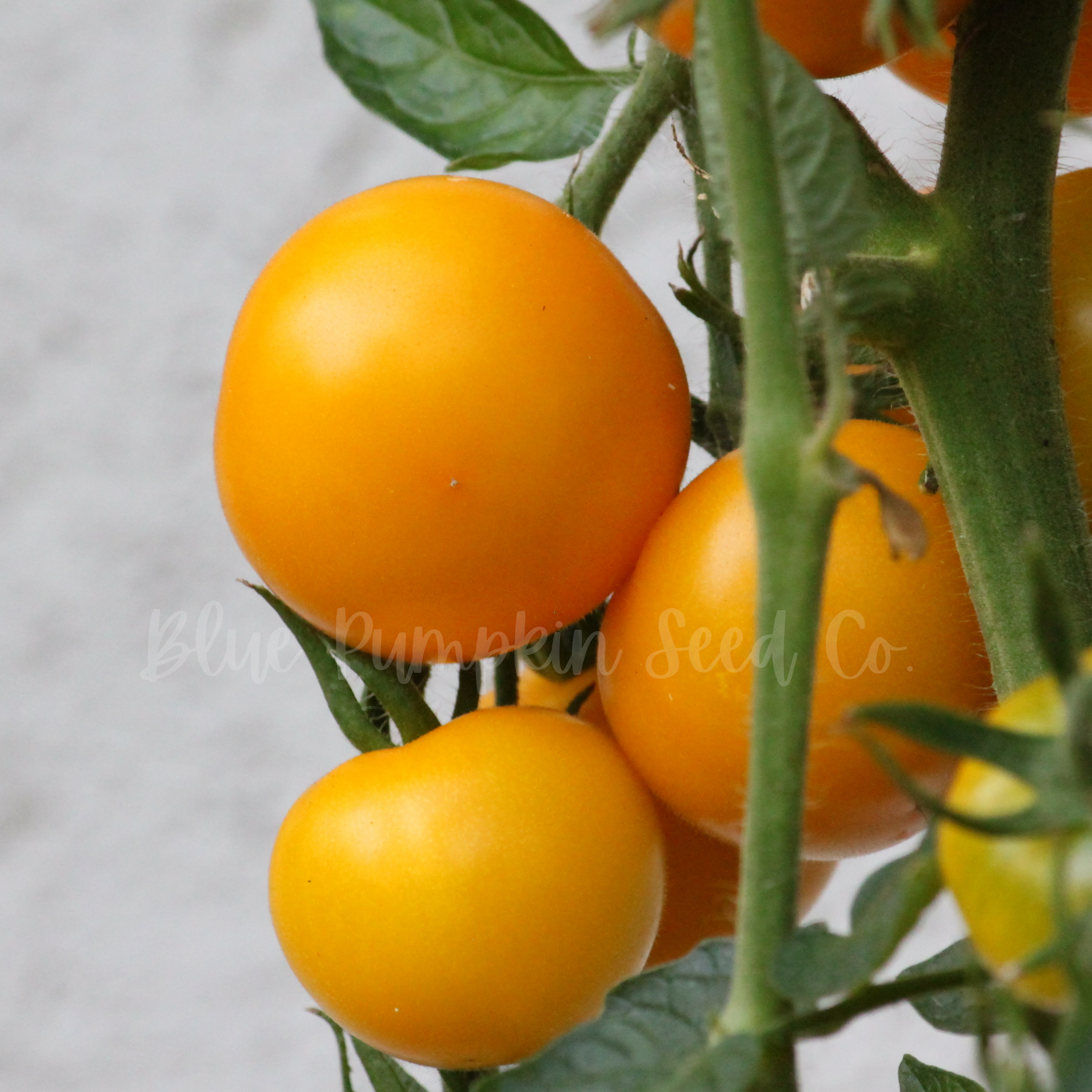 Three Golden Jubilee tomatoes ripening on the vine.