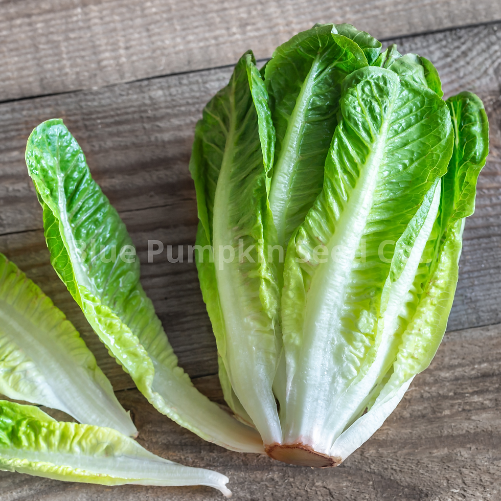 Dwarf romaine lettuce leaves