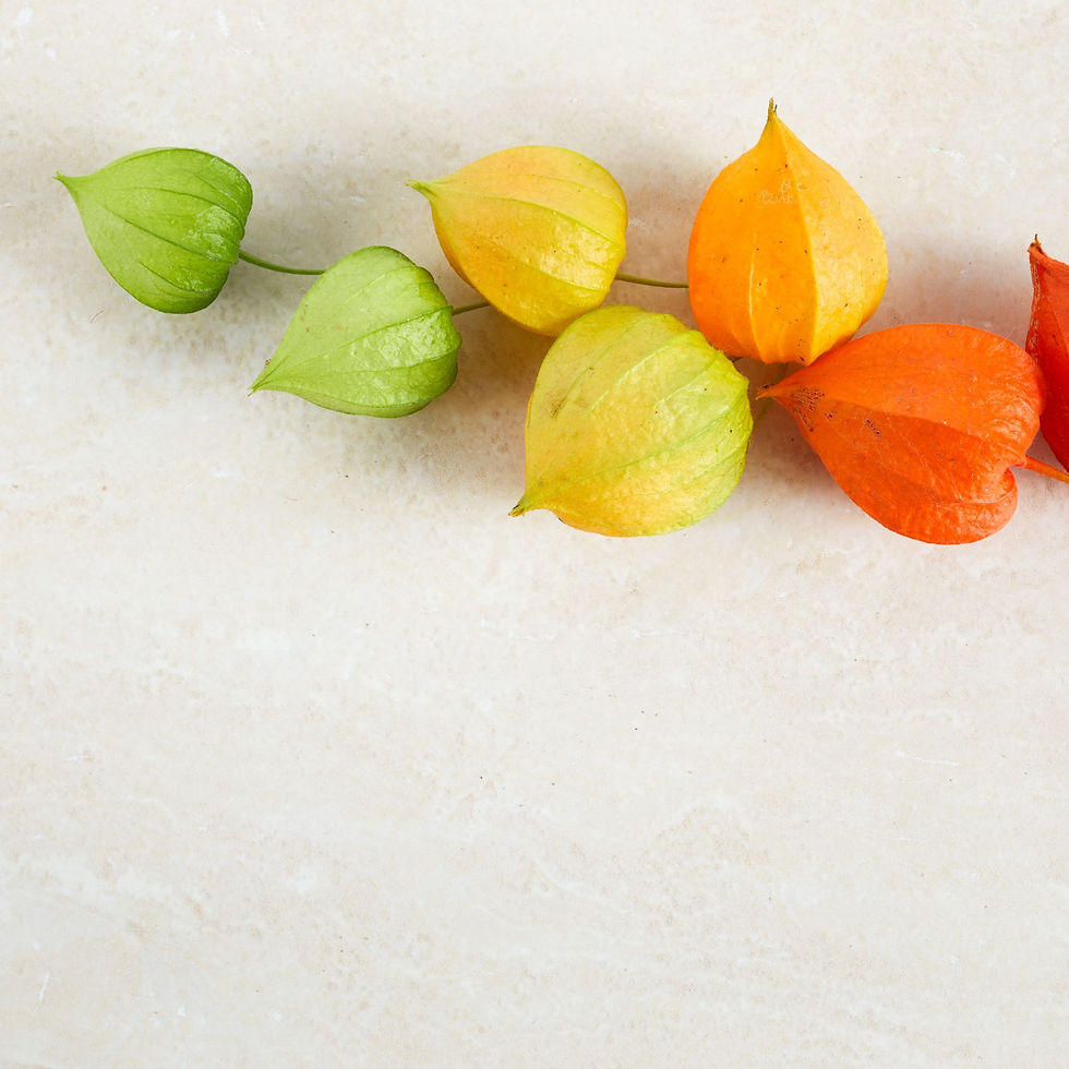 Thumbnail: Young and mature Chinese Lantern pods on a white surface.