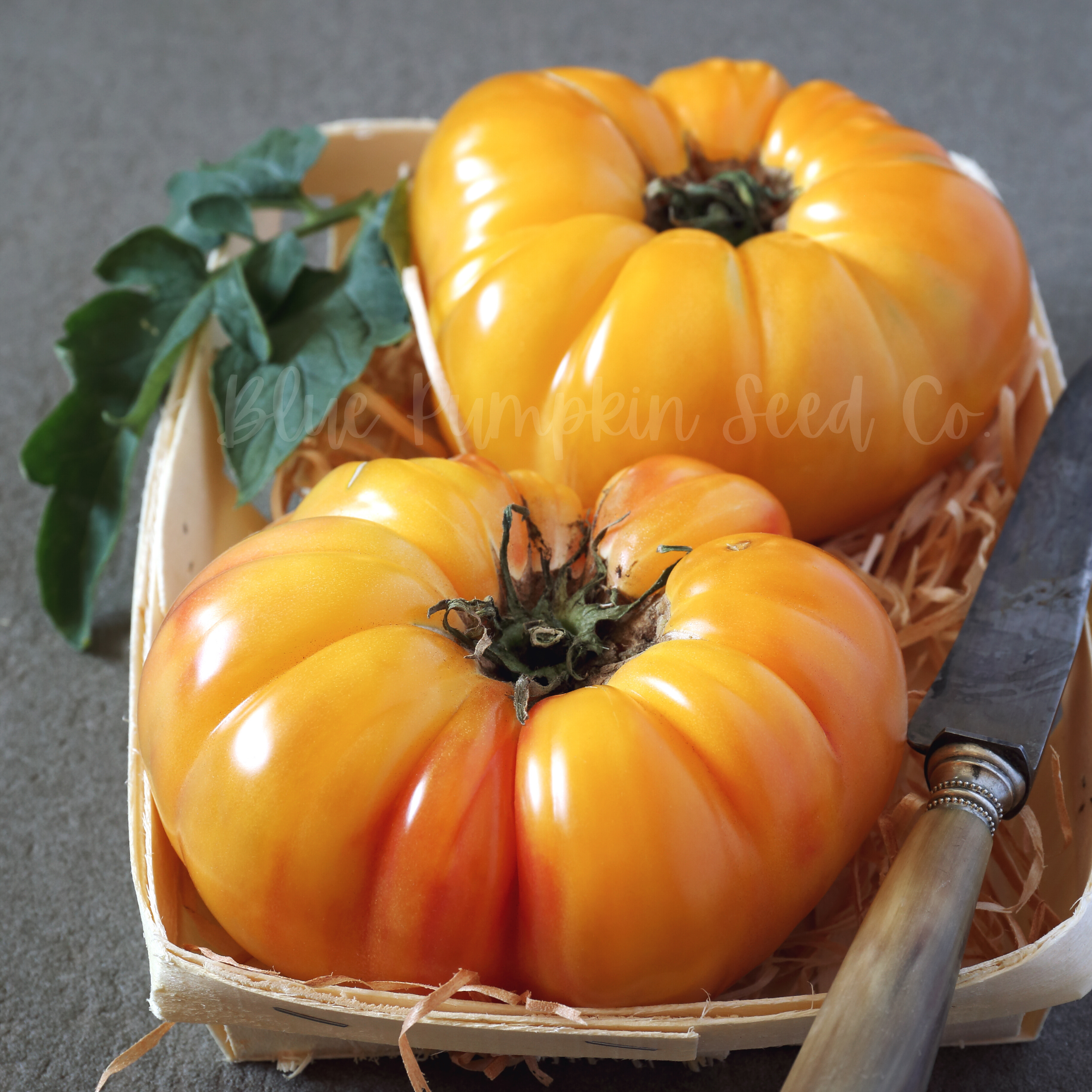 Two Pineapple tomatoes in a small whicker basket.