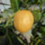 A Fools Gold F1 pumpkin growing in our garden.