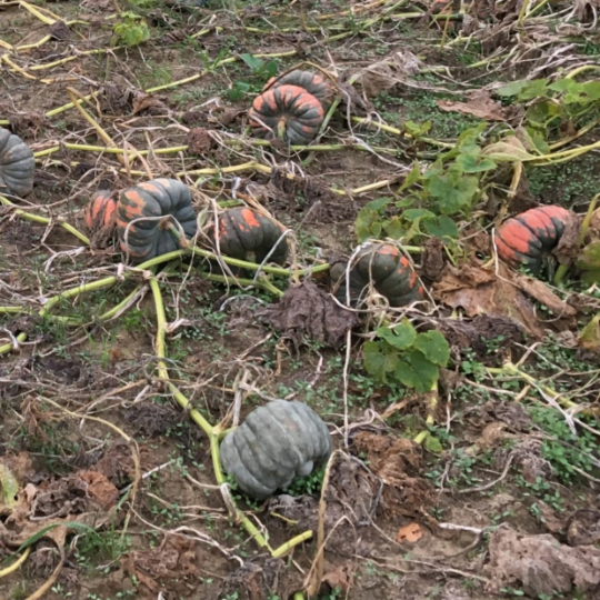 Miniatura: Several Troll pumpkins in a pumpkin field.