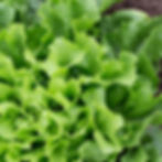 A close look at the dense leaves of a head of Salad King endive.