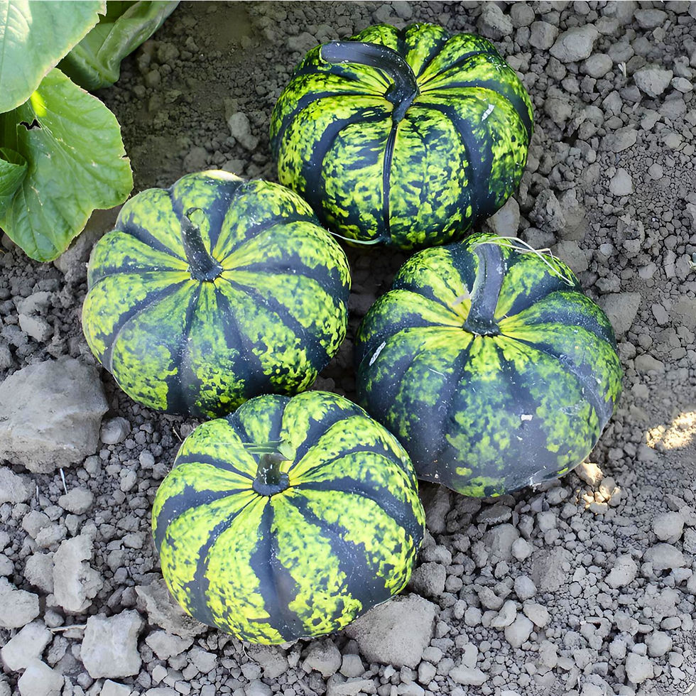 Miniatura: Some bright green and dark green striped Phantomita pumpkins.