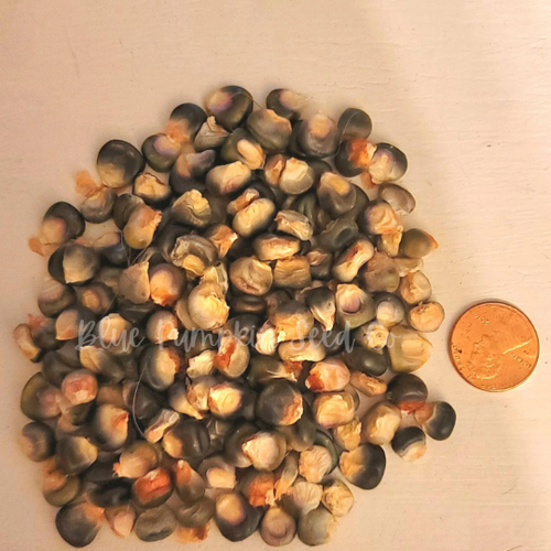 Oaxacan Green Corn seeds | Blue Pumpkin Seed Co