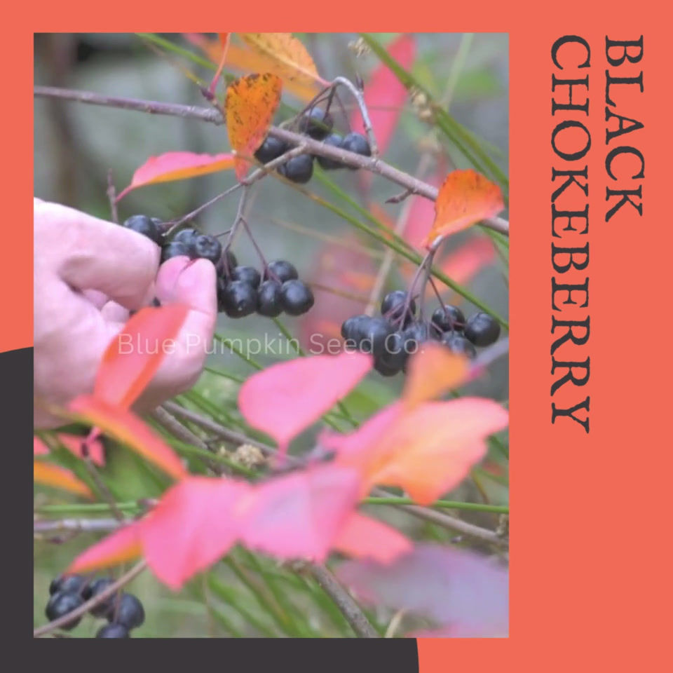 Thumbnail: Black Chokeberry promo vid
