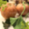 Thumbnail: Mr. Ugly Pumpkin seeds video.