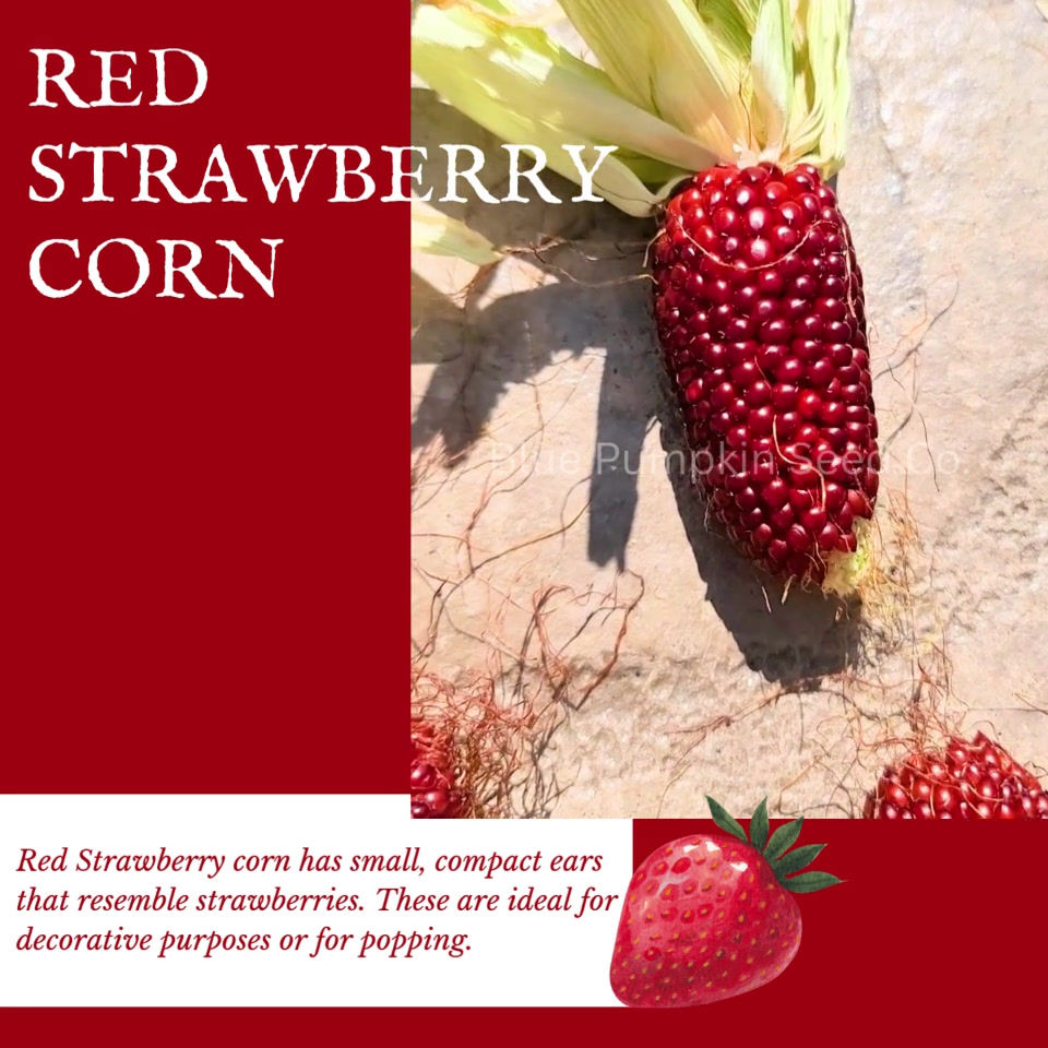 Thumbnail: Red Strawberry Corn.