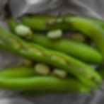 Fresh fava beans split open.