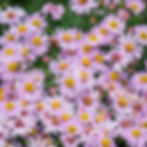 A mix of purple, light pink, and dark pink Chinese Aster flowers.