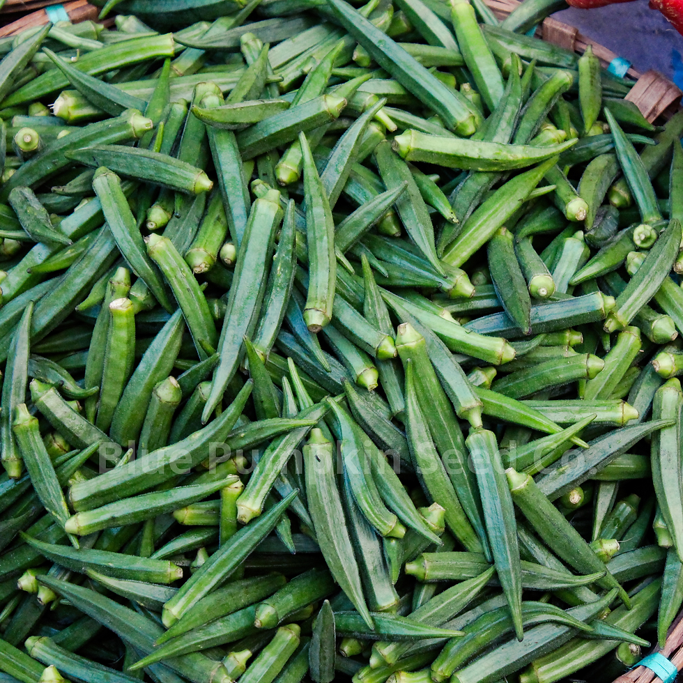 Miniatura: A large bushel of Cow Horn okra pods.
