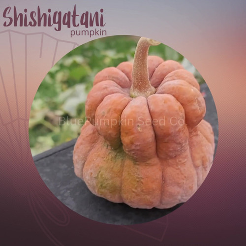 Shishigatani pumpkin (Toonas Makino) | Blue Pumpkin Seed Co