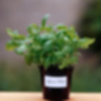 A container with Lemon basil growing.