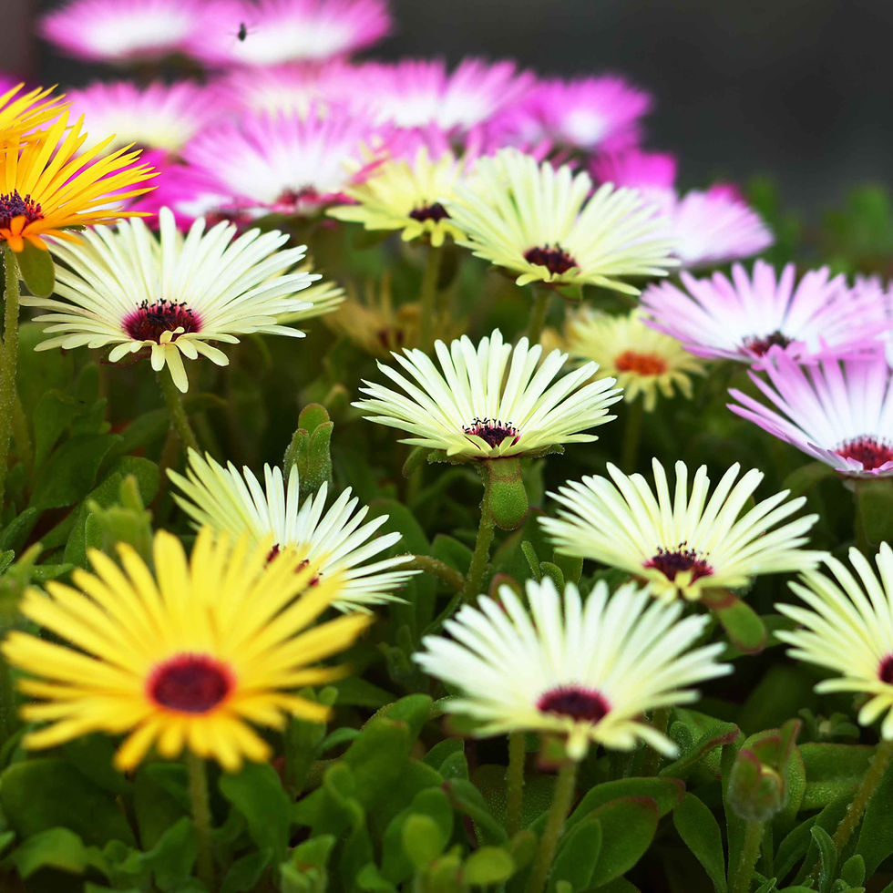 Thumbnail: Pink, yellow and white ice plant flowers.