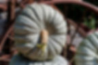 A close up look at a slate blue colored Foggy Morning F1 pumpkin.
