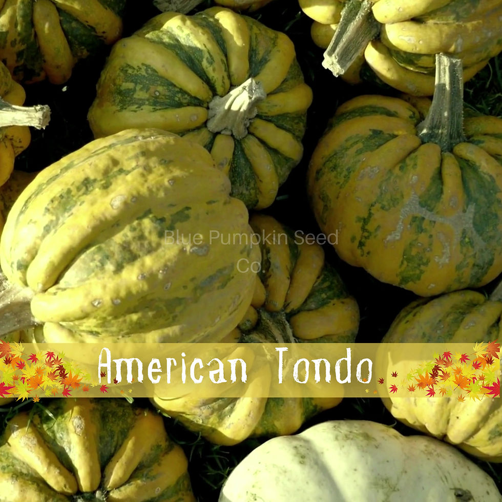 Miniatura: American Tondo pumpkins ready for sale.