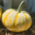 A Lil' Pump-Ke-Mon pumpkin we grew from our garden.